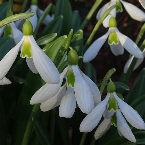 Galanthus plicatus 'Yaffle' - buy snowdrops at Coolplants