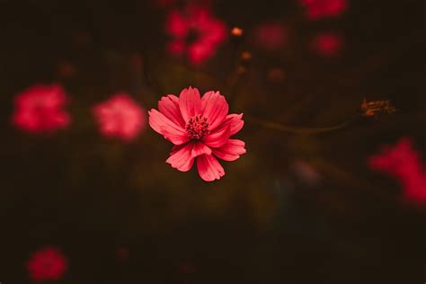 3840x2160px | free download | HD wallpaper: Red Flower, bloom, blossom ...