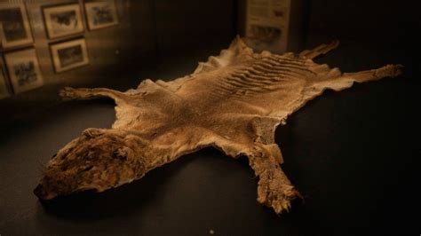 Tasmanian tiger: Remains of last thylacine found in cupboard after 85 ...