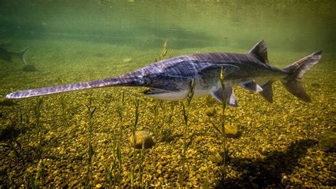 paddlefish | Characteristics & Facts | Britannica