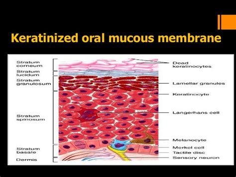 Oral Mucosa Anatomy - Anatomy Reading Source