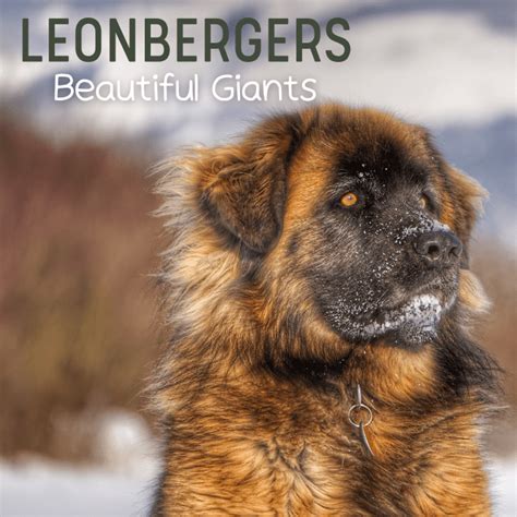 Leonberger: One of the Largest Dogs in the World - PetHelpful