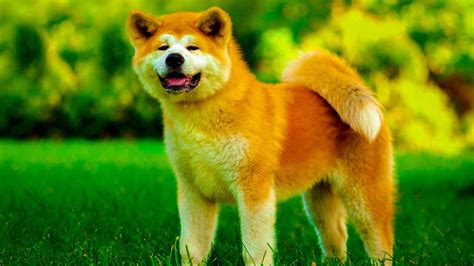 French Bulldog Dog Breed Characteristics and Diseases