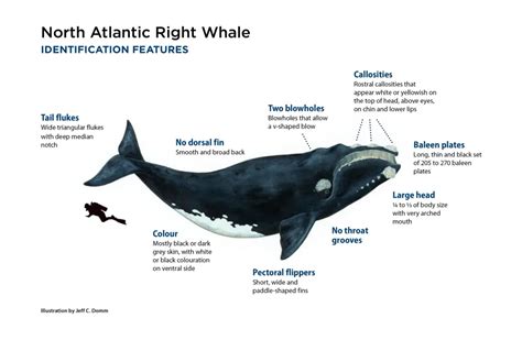 Majestic giants: Getting to know the North Atlantic right whale | The Channel