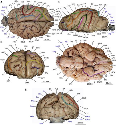 What Are The Parts Of A Dogs Brain