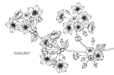 Premium Vector | Sakura flower drawing illustration