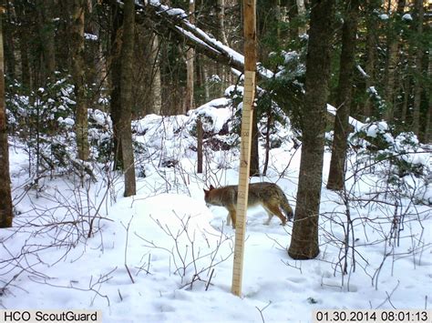 Eastern Coyote! Appalachian Mountain Club Nature Notes: Caught on Camera: Identify These Active ...