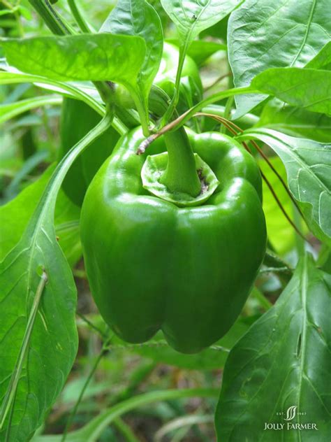 Sweet Bell Peppers - California Wonder | Boychuk Greenhouses