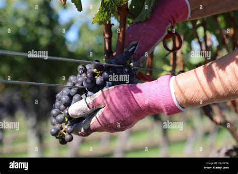 Grape picker cutting off a bunch of grapes with cutters at Te Mata ...