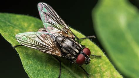 Why Are Flies Attracted To Poop?