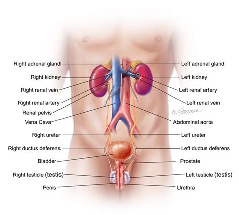 Bladder Diverticulum: Symptoms, Diagnosis & Treatment - Urology Care Foundation