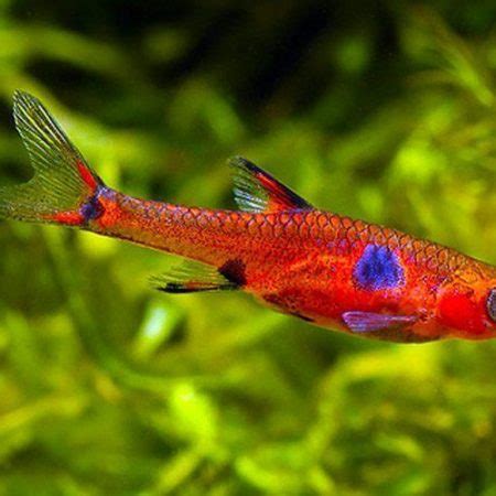 Green Kubotai Rasbora Microrasbora Kubota| Arizona Aquatic Gardens