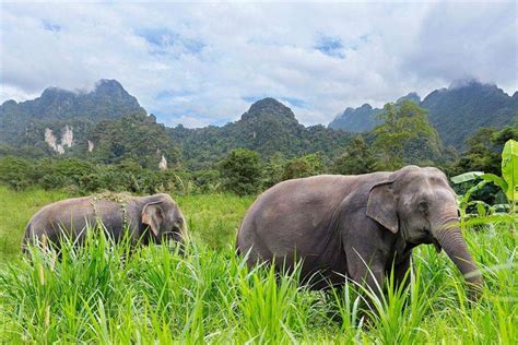 Elephant Hills, Khao Sok | Best at Travel