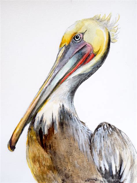 Pelican Watercolor Painting at GetDrawings | Free download