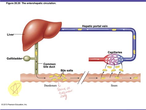 Enterohepatic Circulation Diagram | Quizlet