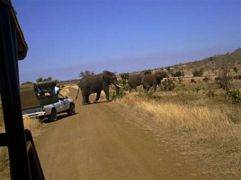 Lets Go To Kruger National Park Safari, South Africa | Funzug.com