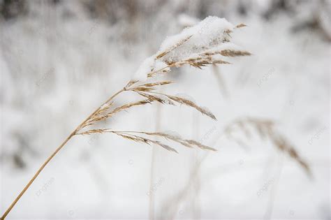 Background Rumput Kering Meringkuk Dengan Salju Sebagai Latar Belakang ...