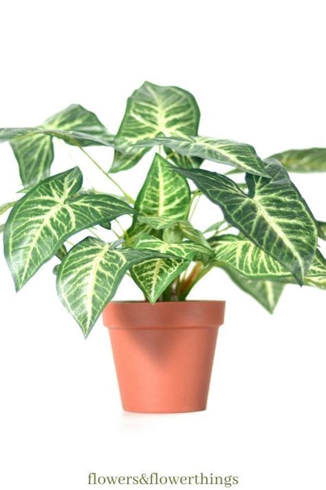 30 Fast-Growing Indoor Plants | Flowersandflowerthings | Indoor plant ...