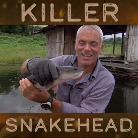 River Monsters Global - Killer Snakehead | River Monsters | After ...