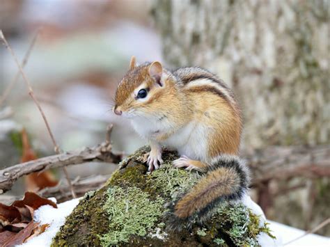 Chipmunks as Pets | UK Pets