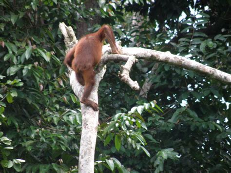 Travel Tales: Wild Man of Borneo