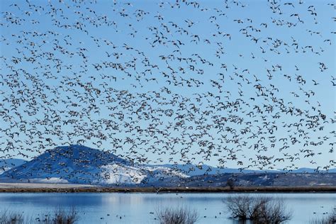 Bird Migration Explained - Infoupdate.org