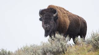 Enraged bison sends six Yellowstone tourists running for their lives ...