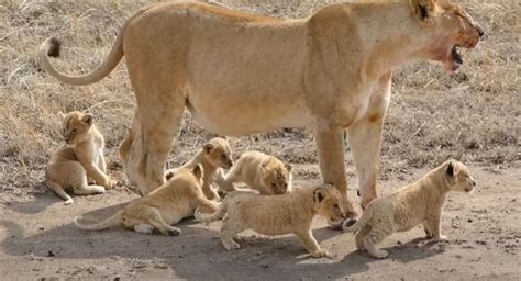 A Stroll with Lion Cubs: Six Adorable Cubs Walk with Their Mother