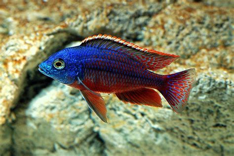 Red Empress Cichlid | Aquarium fish, Freshwater aquarium fish, African cichlids