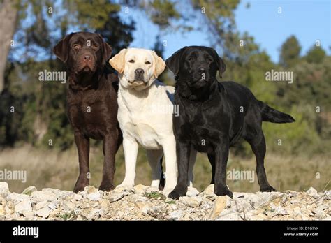 Dog Labrador Retriever three adults different colors (chocolate, yellow ...