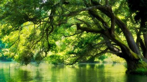 Green Trees Leafed Branches Reflection On Calm Body Of Water Scenery HD ...