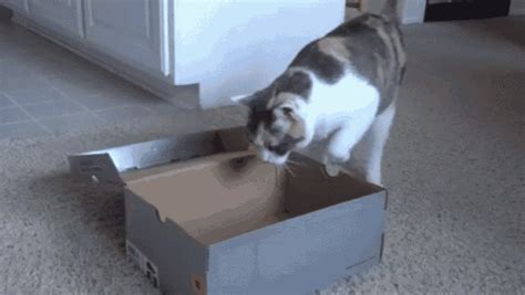 Usurper Of Boxes GIF - Cats Boxes Funny - Gif's ontdekken en delen