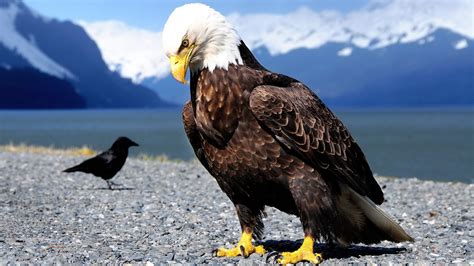 birds anime nature bald eagle crow animals eagle closeup bird of prey ...