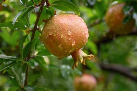 The Eversweet Pomegranate Tree - Minneopa Orchards