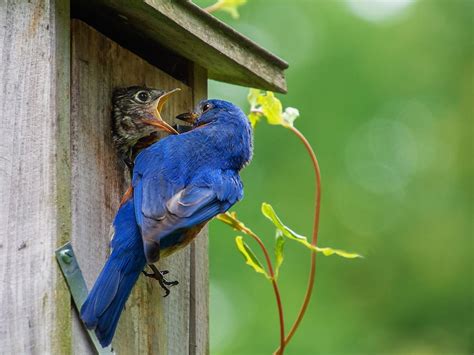 Eastern Bluebird Nesting (Behavior, Eggs, Location + FAQs) | Birdfact