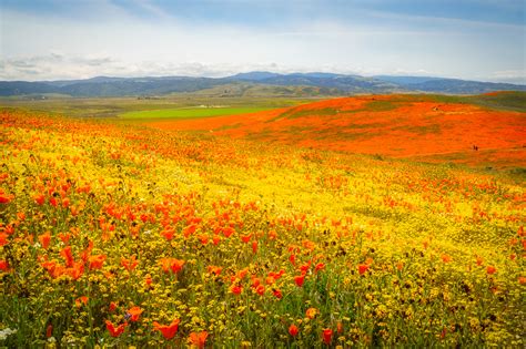 Antelope Valley California Poppy Reserve - Anne McKinnell Photography