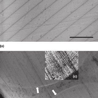 The skeleton of Euplectella aspergillum , from the spicules anchored in ...