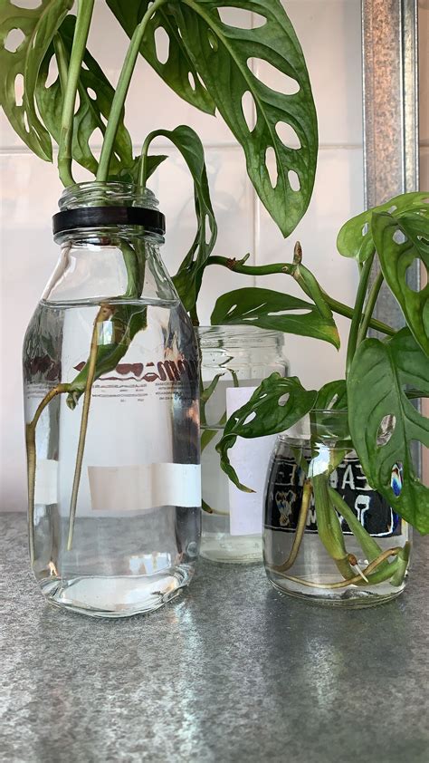 Propagating Monstera adansonii | Pretty plants, Room with plants, Cool plants