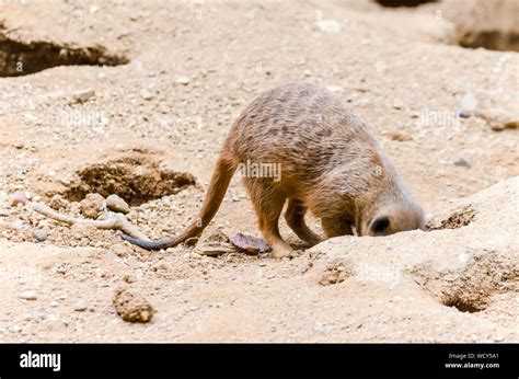 One meerkat burrow hi-res stock photography and images - Alamy