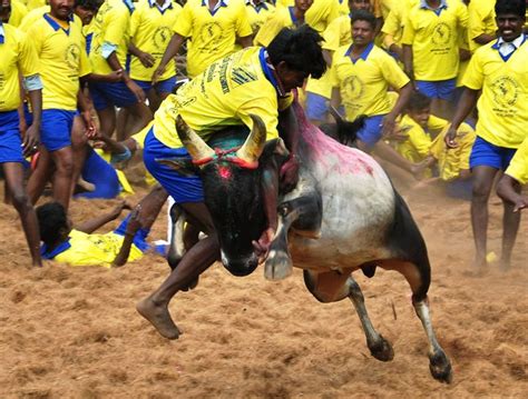 Jallikattu ban: Was Tamil “caste pride” hurt? - Forward Press