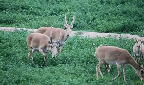 The Whens And Wheres Of Saiga Antelope Re-Population – Asian Scientist Magazine