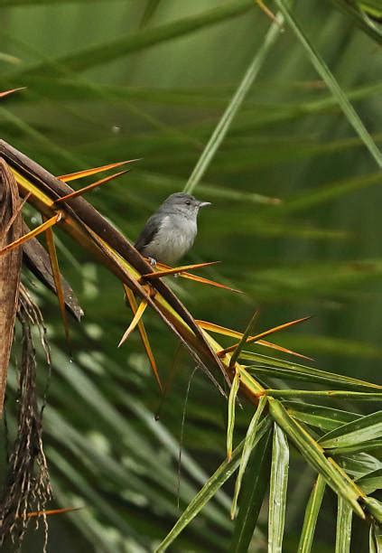 20+ Honeyguide Bird Stock Photos, Pictures & Royalty-Free Images - iStock