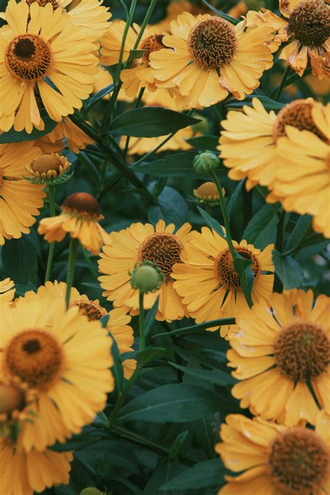 Yellow Sunflowers · Free Stock Photo