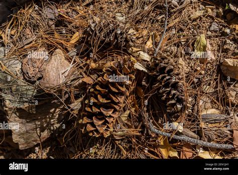 Fallen pine cones, probably of Apache Pine, Pinus engelmannii, in the Huachuca Mountains ...