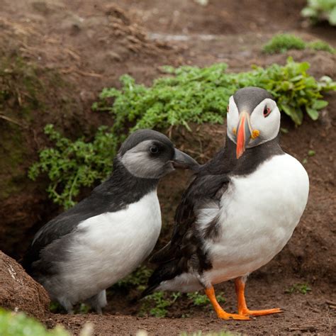 Puffling (baby puffin) emerging from the burrow | The story … | Flickr