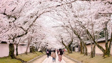 Dates de Floraison des Cerisiers au Japon | Printemps 2023