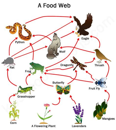 Food chain and Food Web ,definition, diagram and examples - Biologysir