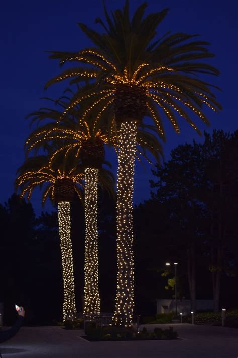 Magical Christmas Lights at Oakland LDS Temple