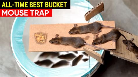 Best Mouse Trap Bucket All-Time | Rat Trap Homemade | How to set a ...