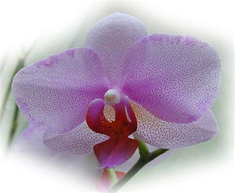 Pictures Of Orchids